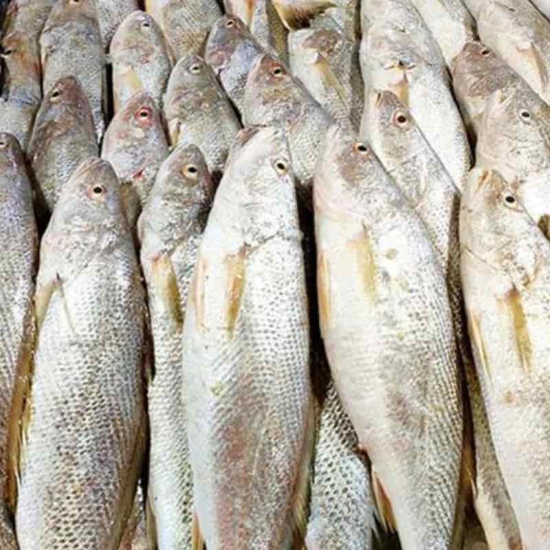 تصویر 1 از ماهی کپور سیستان محصولی خوش پخت با طعم بومی و ارزش غذایی مطلوب